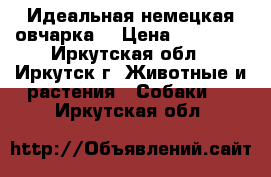 Идеальная немецкая овчарка  › Цена ­ 10 000 - Иркутская обл., Иркутск г. Животные и растения » Собаки   . Иркутская обл.